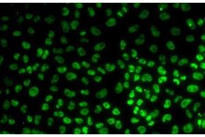 Immunofluorescence analysis of U2OS cells using BUB3 Polyclonal Antibody (BUB3 Antikörper)