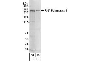 Western Blotting (WB) image for anti-RNA Polymerase II (C-Term) antibody (ABIN7449805) (RNA Polymerase II Antikörper  (C-Term))