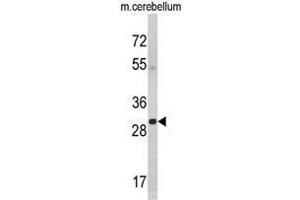 Western blot analysis of YWHAG Antibody (Center) in mouse cerebellum tissue lysates (35ug/lane).