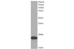 Image no. 1 for anti-PYD and CARD Domain Containing (PYCARD) (C-Term) antibody (ABIN374154)