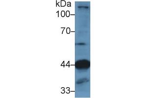 Western Blot; Sample: Mouse Skeletal muscle lysate; Primary Ab: 1µg/ml Rabbit Anti-Human LAMP2 Antibody Second Ab: 0.
