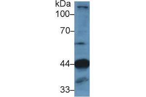 Western Blot; Sample: Mouse Skeletal muscle lysate; Primary Ab: 1µg/ml Rabbit Anti-Human LAMP2 Antibody Second Ab: 0. (LAMP2 Antikörper  (AA 29-192))