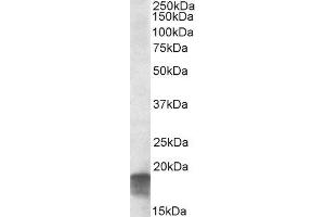 ABIN2559852 (0. (SDHAF1 Antikörper  (C-Term))