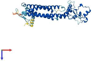 PRPH2 Protein (AA 1-346) (His tag)