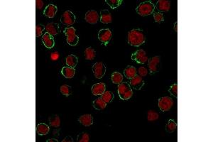 Immunofluorescence (IF) image for anti-Sialophorin (SPN) antibody (ABIN6940634)