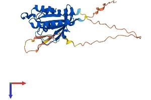 RASL12 Protein (AA 1-266) (His tag)