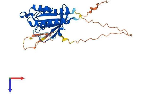 RASL12 Protein (AA 1-266) (His tag)