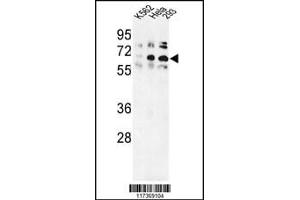 Western blot analysis of TRIP13 Antibody in K562, Hela, 293 cell line lysates (35ug/lane) (TRIP13 Antikörper  (N-Term))