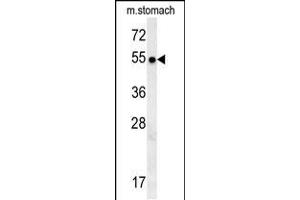 STA18 Antibody (N-term) (ABIN657881 and ABIN2846836) western blot analysis in mouse stomach tissue lysates (15 μg/lane). (SPATA18 Antikörper  (N-Term))
