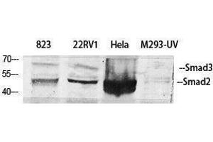 Western Blotting (WB) image for anti-Smad2/3 Transcription Factor (SMAD2/3) (Ser104) antibody (ABIN3186990) (Smad2/3 Antikörper  (Ser104))