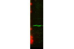 Western Blot analysis of Human U2OS cell lysate showing detection of CENP-A protein using Mouse Anti-CENP-A Monoclonal Antibody, Clone 5A7-2E11 . (CENPA Antikörper  (Biotin))