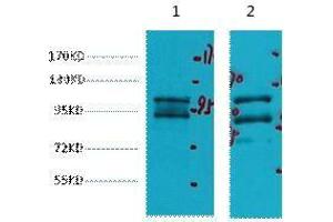 Western Blot (WB) analysis of 1) HeLa, 2) HepG2, diluted at 1:2000. (IDE Antikörper)