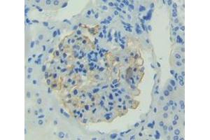 Immunohistochemistry (IHC) image for anti-Fibroblast Growth Factor 1 (Acidic) (FGF1) (AA 1-155) antibody (ABIN1858859)