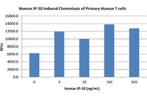 SDS-PAGE of Human IP-10 (CXCL10) Recombinant Protein Bioactivity of Human IP-10 (CXCL10) Recombinant Protein. (CXCL10 Protein)