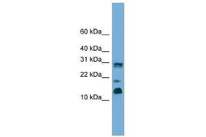 PEA15 antibody used at 0. (PEA15 Antikörper  (C-Term))