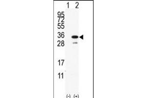 Western blot analysis of PD(arrow) using rabbit polyclonal PD Antibody (C-term) (ABIN390190 and ABIN2840681). (PDAP1 Antikörper  (C-Term))