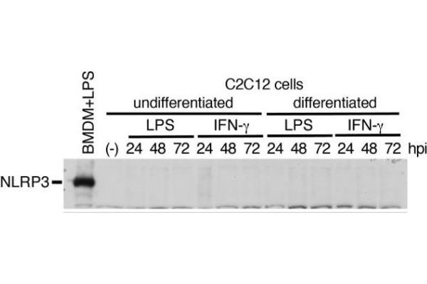 NLRP3 Antikörper  (Pyrin Domain)