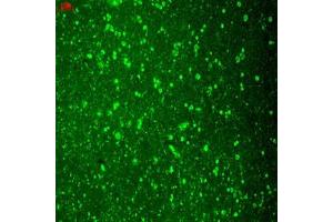 Immunofluorescence staining of human hippocampus with CACH2C monoclonal antibody, clone S57-46 .