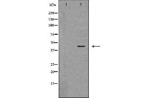 Western blot analysis of 3T3  lysate usingDUSP6 antibody. (DUSP6 Antikörper  (Internal Region))