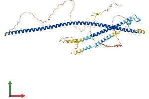 Protein Structure (PS) image for Coiled-Coil Domain Containing 125 (CCDC125) (AA 1-500) protein (His tag) (ABIN7557560)