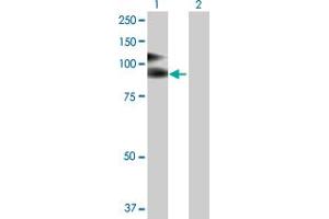 Western Blot analysis of VCAM1 expression in transfected 293T cell line by VCAM1 MaxPab polyclonal antibody. (VCAM1 Antikörper  (AA 1-739))