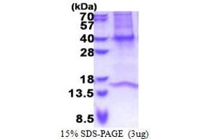 SDS-PAGE (SDS) image for Guanine Nucleotide Binding Protein (G Protein), beta Polypeptide 3 (GNB3) (AA 1-340) protein (His tag) (ABIN5853311) (GNB3 Protein (AA 1-340) (His tag))