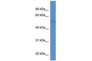 Image no. 1 for anti-Ets Variant 1 (ETV1) (AA 69-118) antibody (ABIN6746035) (ETV1 Antikörper  (AA 69-118))