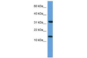 MGST3 antibody (70R-10042) used at 0. (MGST3 Antikörper  (N-Term))