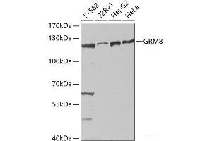 Western blot analysis of extracts of various cell lines using GRM8 Polyclonal Antibody at dilution of 1:1000. (GRM8 Antikörper)