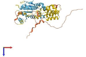IRGC Protein (AA 1-412) (His tag)