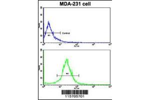 Flow cytometric analysis of MDA-231 cells using ACTN4 Antibody (bottom histogram) compared to a negative control cell (top histogram). (alpha Actinin 4 Antikörper  (C-Term))