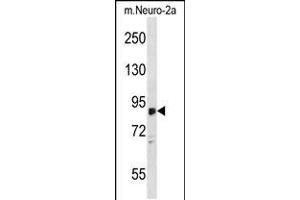 Western blot analysis in mouse Neuro-2a cell line lysates (35ug/lane). (ZDHHC8 Antikörper  (C-Term))