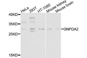 Western blot analysis of extracts of various cells, using GNPDA2 antibody. (GNPDA2 Antikörper)