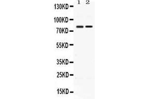 Western blot analysis of AMFR expression in rat thymus extract ( Lane 1) and HELA whole cell lysates ( Lane 2). (AMFR Antikörper  (AA 553-643))