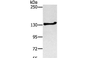 Western Blot analysis of Jurkat cell using NEMF Polyclonal Antibody at dilution of 1:200 (NEMF Antikörper)