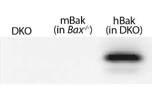 Lysates from mouse embryonic fibroblasts expressing no Bak (Bax-/-Bak-/- (DKO)), mouse Bak (Bax-/-), or WT human Bak (in DKO) were resolved by electrophoresis, transferred to nitrocellulose membrane, and probed with anti-Bak followed by Goat Anti-Rat Ig, Mouse ads-HRP (Ziege anti-Ratte Ig (Heavy & Light Chain) Antikörper (HRP))