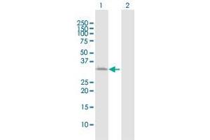 Western Blot analysis of ATP1B3 expression in transfected 293T cell line by ATP1B3 MaxPab polyclonal antibody. (ATP1B3 Antikörper  (AA 1-279))