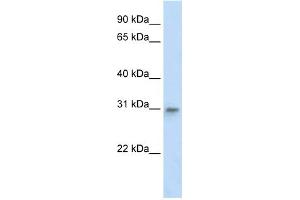 WB Suggested Anti-TFAM Antibody Titration:  2 ug/ml  ELISA Titer:  1:62500  Positive Control:  Human Liver (TFAM Antikörper  (Middle Region))