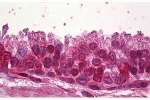 Anti-ZNF217 antibody IHC staining of human prostate. (ZNF217 Antikörper  (AA 604-617))