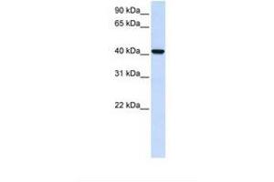 Image no. 1 for anti-Acyl-CoA Wax Alcohol Acyltransferase 2 (AWAT2) (C-Term) antibody (ABIN6739176) (AWAT2 Antikörper  (C-Term))