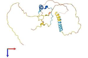 CITED1 Protein (AA 1-203) (His tag)