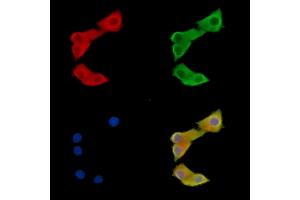 ABIN7095539 and ABIN7099596 staining Hela cells by IF/ICC.