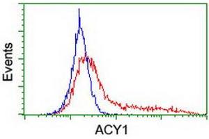 HEK293T cells transfected with either RC201284 overexpress plasmid (Red) or empty vector control plasmid (Blue) were immunostained by anti-ACY1 antibody (ABIN2454833), and then analyzed by flow cytometry. (Aminoacylase 1 Antikörper)
