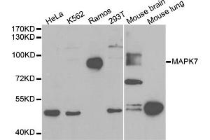 Western blot analysis of extracts of various cell lines, using MAPK7 antibody. (MAPK7 Antikörper)