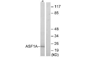 Western blot analysis of extracts from Jurkat cells, using ASF1A antibody. (ASF1A Antikörper)