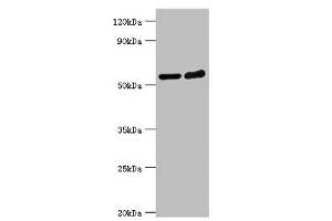 Western blot All lanes: Target of rapamycin complex 2 subunit MAPKAP1 antibody at 2 μg/mL Lane 1: Hela whole cell lysate Lane 2: MCF-7 whole cell lysate Secondary Goat polyclonal to rabbit IgG at 1/10000 dilution Predicted band size: 60, 55, 54, 38, 37, 42 kDa Observed band size: 60 kDa (MAPKAP1 Antikörper  (AA 1-290))