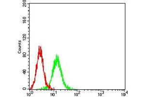 Flow cytometric analysis of K562 cells using BCL6 mouse mAb (green) and negative control (red). (BCL6 Antikörper  (AA 147-276))