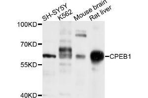 Western blot analysis of extracts of various cells, using CPEB1 antibody. (CPEB1 Antikörper)