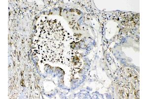 IHC analysis of TMEM107 using anti- TMEM107 antibody . (TMEM107 Antikörper  (N-Term))