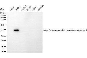 Western blotting analysis using developmental pluripotency associated 4 antibody (ABIN7798323). (DPPA4 Antikörper)